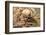 Pair of European black widow spiders, Italy-Paul Harcourt Davies-Framed Photographic Print