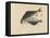 Pair of Fish, C. 1830-Hogyoku-Framed Premier Image Canvas