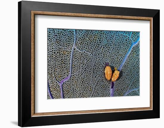 Pair of Flamingo tongue cowries on a common sea fan-Alex Mustard-Framed Photographic Print