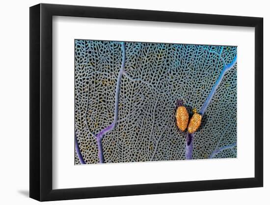 Pair of Flamingo tongue cowries on a common sea fan-Alex Mustard-Framed Photographic Print