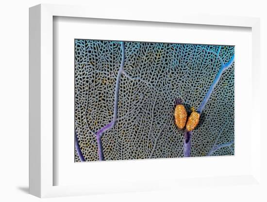 Pair of Flamingo tongue cowries on a common sea fan-Alex Mustard-Framed Photographic Print