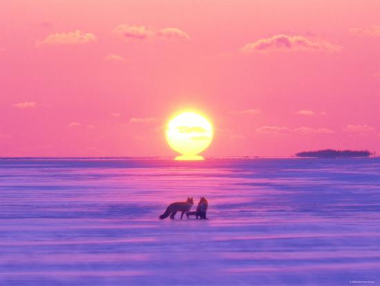 Photographic Print, , large
