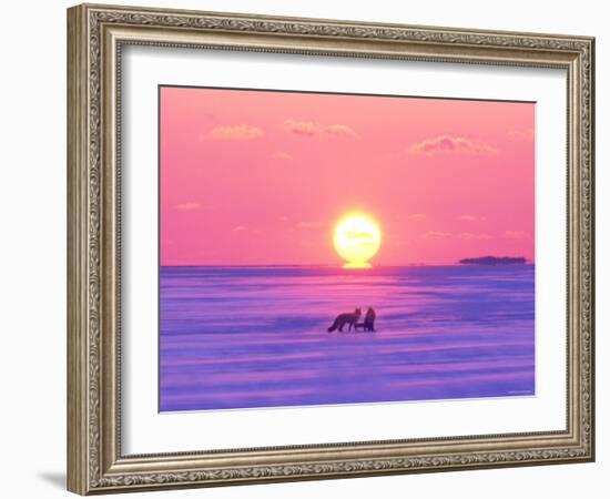 Pair of Fox in Winter Morning-null-Framed Photographic Print