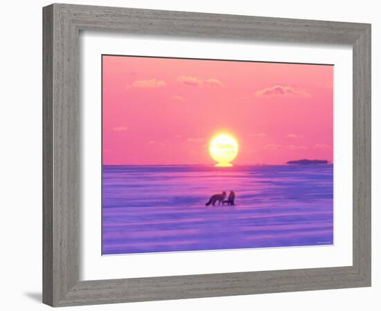 Pair of Fox in Winter Morning-null-Framed Photographic Print