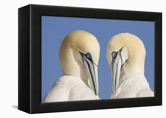 Pair of Gannets (Morus Bassanus) Mutual Preening, Bass Rock, Firth of Forth, Scotland, UK, June-Peter Cairns-Framed Premier Image Canvas