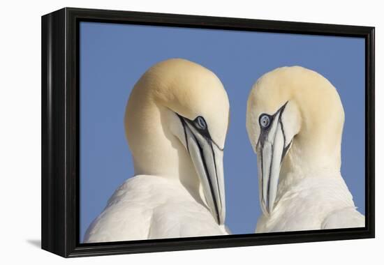 Pair of Gannets (Morus Bassanus) Mutual Preening, Bass Rock, Firth of Forth, Scotland, UK, June-Peter Cairns-Framed Premier Image Canvas