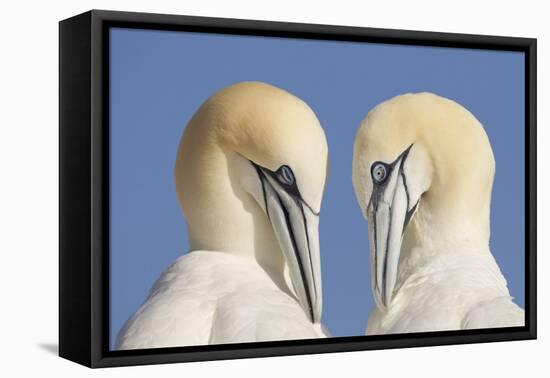 Pair of Gannets (Morus Bassanus) Mutual Preening, Bass Rock, Firth of Forth, Scotland, UK, June-Peter Cairns-Framed Premier Image Canvas