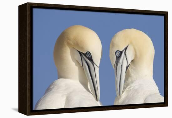 Pair of Gannets (Morus Bassanus) Mutual Preening, Bass Rock, Firth of Forth, Scotland, UK, June-Peter Cairns-Framed Premier Image Canvas