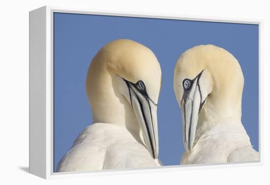 Pair of Gannets (Morus Bassanus) Mutual Preening, Bass Rock, Firth of Forth, Scotland, UK, June-Peter Cairns-Framed Premier Image Canvas