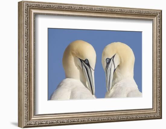 Pair of Gannets (Morus Bassanus) Mutual Preening, Bass Rock, Firth of Forth, Scotland, UK, June-Peter Cairns-Framed Photographic Print