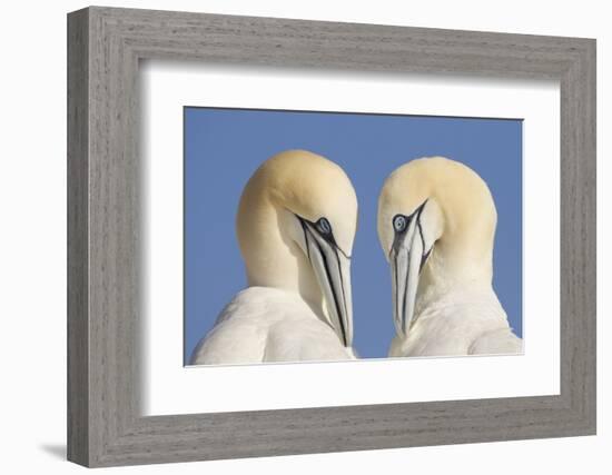 Pair of Gannets (Morus Bassanus) Mutual Preening, Bass Rock, Firth of Forth, Scotland, UK, June-Peter Cairns-Framed Photographic Print