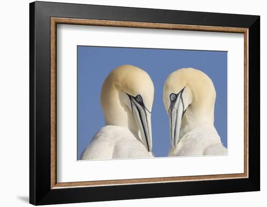 Pair of Gannets (Morus Bassanus) Mutual Preening, Bass Rock, Firth of Forth, Scotland, UK, June-Peter Cairns-Framed Photographic Print