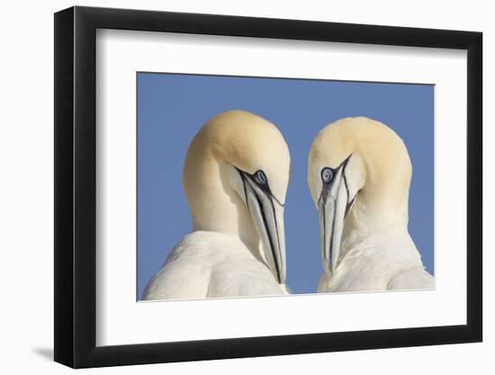 Pair of Gannets (Morus Bassanus) Mutual Preening, Bass Rock, Firth of Forth, Scotland, UK, June-Peter Cairns-Framed Photographic Print