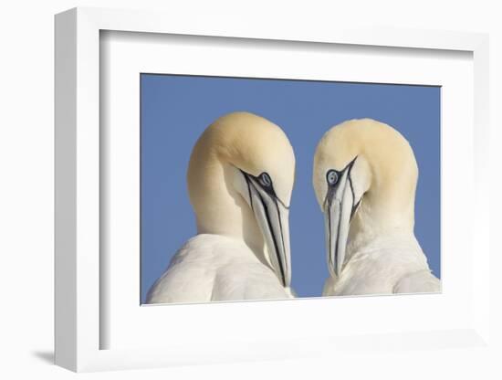 Pair of Gannets (Morus Bassanus) Mutual Preening, Bass Rock, Firth of Forth, Scotland, UK, June-Peter Cairns-Framed Photographic Print