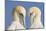 Pair of Gannets (Morus Bassanus) Mutual Preening, Bass Rock, Firth of Forth, Scotland, UK, June-Peter Cairns-Mounted Photographic Print