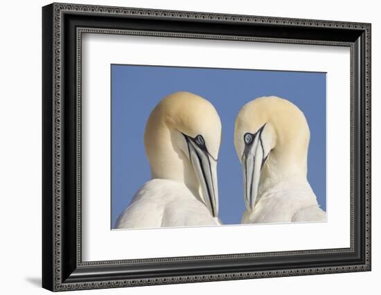 Pair of Gannets (Morus Bassanus) Mutual Preening, Bass Rock, Firth of Forth, Scotland, UK, June-Peter Cairns-Framed Photographic Print