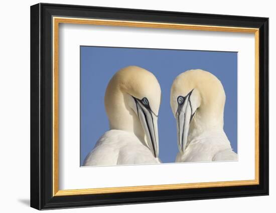 Pair of Gannets (Morus Bassanus) Mutual Preening, Bass Rock, Firth of Forth, Scotland, UK, June-Peter Cairns-Framed Photographic Print