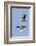 Pair of Green-Winged Teals Flying-Hal Beral-Framed Photographic Print