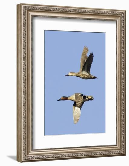Pair of Green-Winged Teals Flying-Hal Beral-Framed Photographic Print