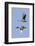 Pair of Green-Winged Teals Flying-Hal Beral-Framed Photographic Print