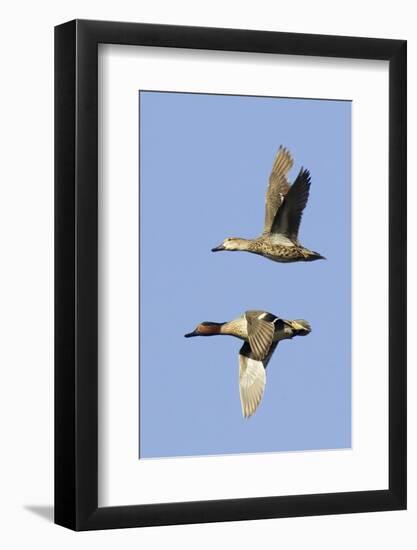 Pair of Green-Winged Teals Flying-Hal Beral-Framed Photographic Print