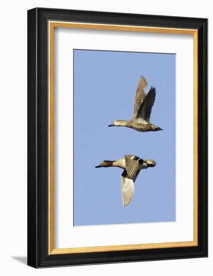 Pair of Green-Winged Teals Flying-Hal Beral-Framed Photographic Print