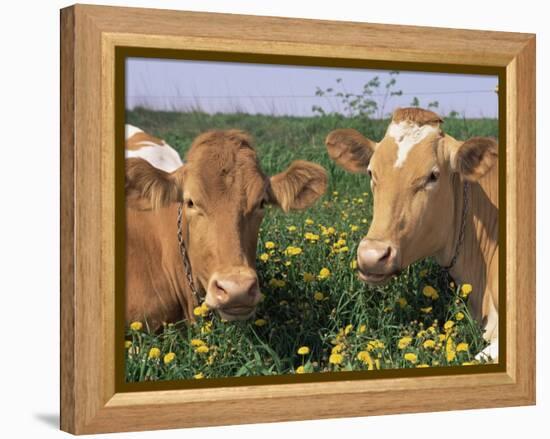 Pair of Guernsey Cows (Bos Taurus) Wisconsin, USA-Lynn M. Stone-Framed Premier Image Canvas