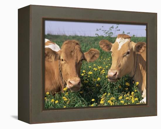 Pair of Guernsey Cows (Bos Taurus) Wisconsin, USA-Lynn M. Stone-Framed Premier Image Canvas