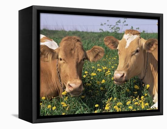 Pair of Guernsey Cows (Bos Taurus) Wisconsin, USA-Lynn M. Stone-Framed Premier Image Canvas