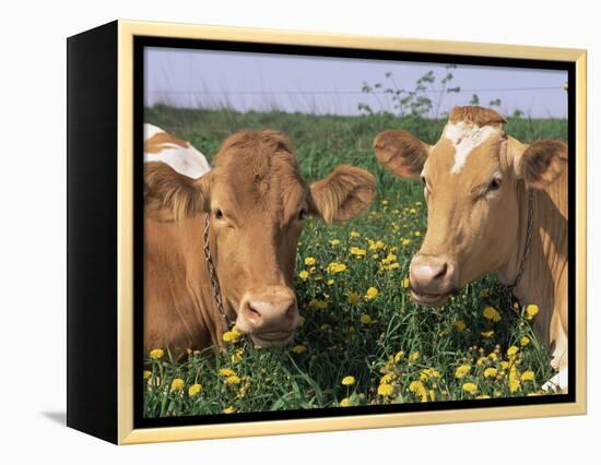 Pair of Guernsey Cows (Bos Taurus) Wisconsin, USA-Lynn M. Stone-Framed Premier Image Canvas