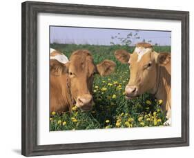 Pair of Guernsey Cows (Bos Taurus) Wisconsin, USA-Lynn M. Stone-Framed Photographic Print