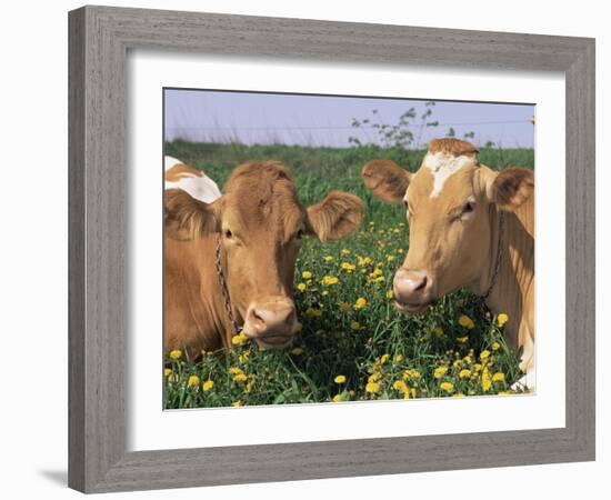 Pair of Guernsey Cows (Bos Taurus) Wisconsin, USA-Lynn M. Stone-Framed Photographic Print