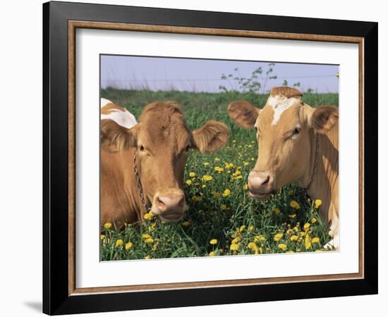 Pair of Guernsey Cows (Bos Taurus) Wisconsin, USA-Lynn M. Stone-Framed Photographic Print