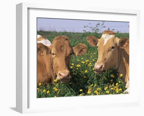Pair of Guernsey Cows (Bos Taurus) Wisconsin, USA-Lynn M. Stone-Framed Photographic Print