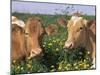 Pair of Guernsey Cows (Bos Taurus) Wisconsin, USA-Lynn M. Stone-Mounted Photographic Print