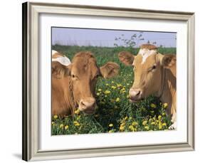 Pair of Guernsey Cows (Bos Taurus) Wisconsin, USA-Lynn M. Stone-Framed Photographic Print