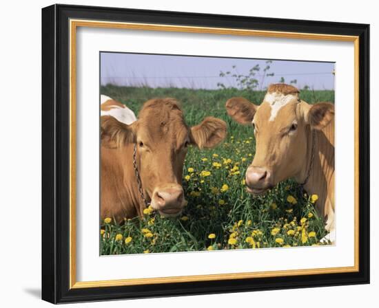 Pair of Guernsey Cows (Bos Taurus) Wisconsin, USA-Lynn M. Stone-Framed Photographic Print