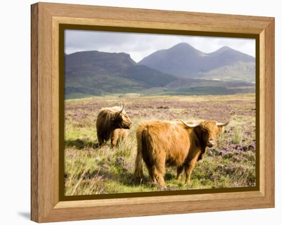 Pair of Highland Cows Grazing Among Heather Near Drinan, on Road to Elgol, Isle of Skye, Highlands,-Lee Frost-Framed Premier Image Canvas