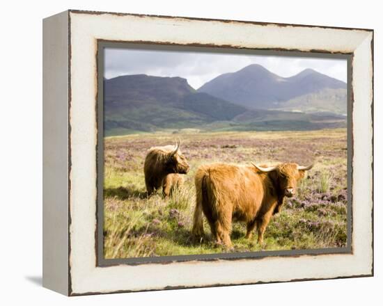 Pair of Highland Cows Grazing Among Heather Near Drinan, on Road to Elgol, Isle of Skye, Highlands,-Lee Frost-Framed Premier Image Canvas