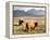 Pair of Highland Cows Grazing Among Heather Near Drinan, on Road to Elgol, Isle of Skye, Highlands,-Lee Frost-Framed Premier Image Canvas