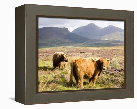 Pair of Highland Cows Grazing Among Heather Near Drinan, on Road to Elgol, Isle of Skye, Highlands,-Lee Frost-Framed Premier Image Canvas