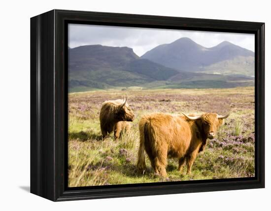 Pair of Highland Cows Grazing Among Heather Near Drinan, on Road to Elgol, Isle of Skye, Highlands,-Lee Frost-Framed Premier Image Canvas