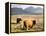 Pair of Highland Cows Grazing Among Heather Near Drinan, on Road to Elgol, Isle of Skye, Highlands,-Lee Frost-Framed Premier Image Canvas