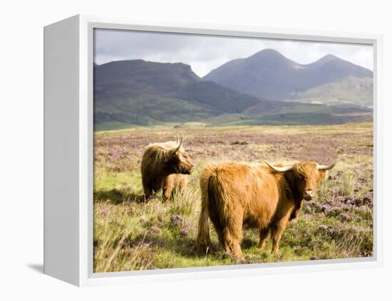 Pair of Highland Cows Grazing Among Heather Near Drinan, on Road to Elgol, Isle of Skye, Highlands,-Lee Frost-Framed Premier Image Canvas