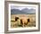 Pair of Highland Cows Grazing Among Heather Near Drinan, on Road to Elgol, Isle of Skye, Highlands,-Lee Frost-Framed Photographic Print