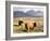 Pair of Highland Cows Grazing Among Heather Near Drinan, on Road to Elgol, Isle of Skye, Highlands,-Lee Frost-Framed Photographic Print