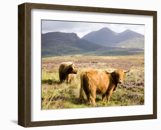 Pair of Highland Cows Grazing Among Heather Near Drinan, on Road to Elgol, Isle of Skye, Highlands,-Lee Frost-Framed Photographic Print