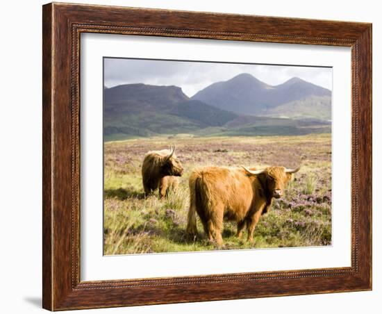 Pair of Highland Cows Grazing Among Heather Near Drinan, on Road to Elgol, Isle of Skye, Highlands,-Lee Frost-Framed Photographic Print