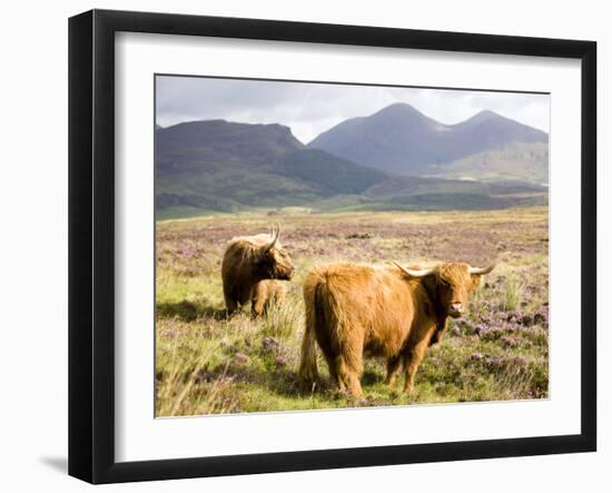 Pair of Highland Cows Grazing Among Heather Near Drinan, on Road to Elgol, Isle of Skye, Highlands,-Lee Frost-Framed Photographic Print