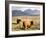 Pair of Highland Cows Grazing Among Heather Near Drinan, on Road to Elgol, Isle of Skye, Highlands,-Lee Frost-Framed Photographic Print